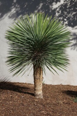 Palmier / Yucca Rostrata Sur tige/stipe/tronc 175-200 cm
