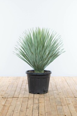 Yucca rostré Yucca rostrata Arbuste 100-125 Pot Palmier / Yucca Rostrata Arbuste 100-125 cm