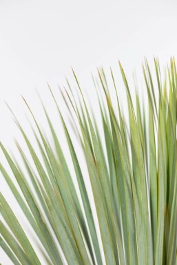 Palmier / Yucca Rostrata Arbuste 100-125 cm