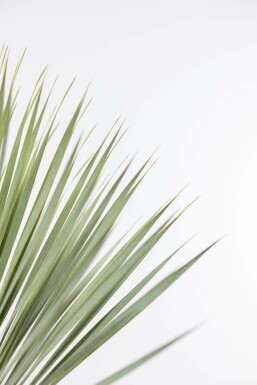 Palmier / Yucca Rostrata Arbuste 100-125 cm