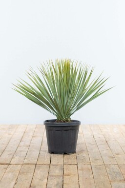 Yucca rostré Yucca rostrata Arbuste 40-60 Pot Palmier / Yucca Rostrata Arbuste 40-60 cm
