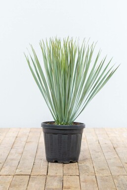 Yucca rostré Yucca rostrata Arbuste 60-80 Pot Palmier / Yucca Rostrata Arbuste 60-80 cm