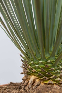 Yucca rostré Yucca rostrata Arbuste 60-80 Pot