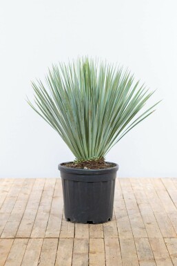 Palmier / Yucca Rostrata Arbuste 80-100 cm