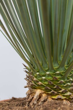 Palmier / Yucca Rostrata Arbuste 80-100 cm