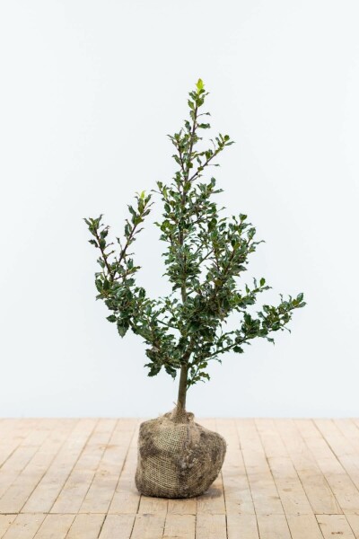 Ilex Aquifolium / Houx Commun 60-80 cm