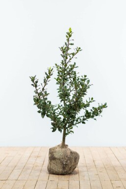 Houx commun Ilex aquifolium Haie 60-80 Motte