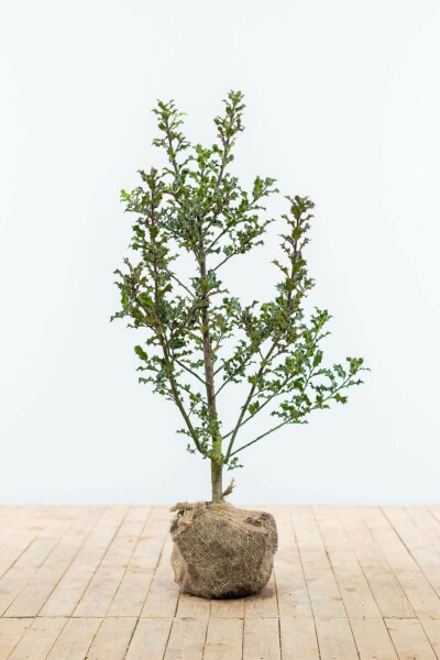 Ilex Aquifolium / Houx Commun 80-100 cm