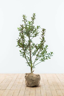 Ilex Aquifolium / Houx Commun 80-100 cm