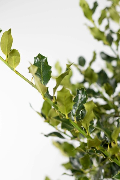 Ilex Aquifolium / Houx Commun 80-100 cm
