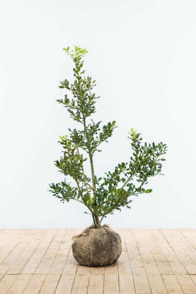 Ilex Aquifolium / Houx Commun 100-125 cm