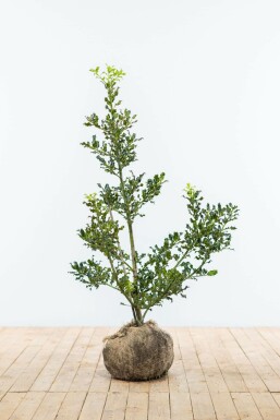 Ilex Aquifolium / Houx Commun 100-125 cm