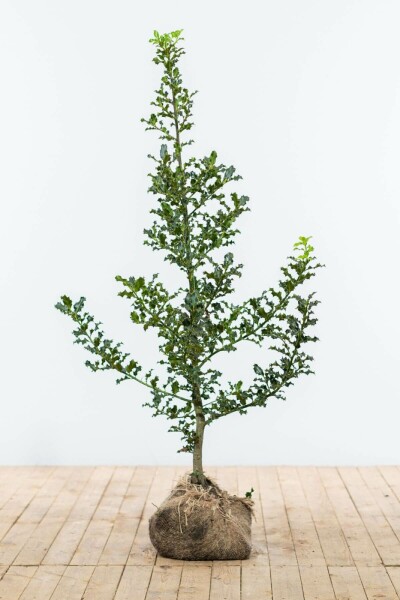 Ilex Aquifolium / Houx Commun 125-150 cm