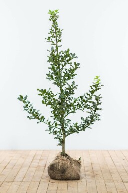 Ilex Aquifolium / Houx Commun 125-150 cm