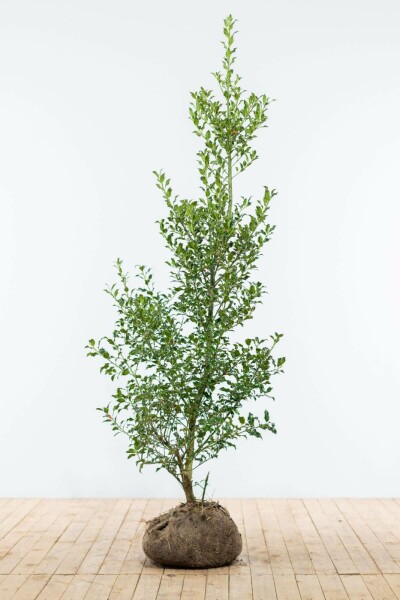 Ilex Aquifolium / Houx Commun 150-175 cm