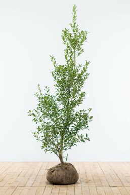 Ilex Aquifolium / Houx Commun 150-175 cm