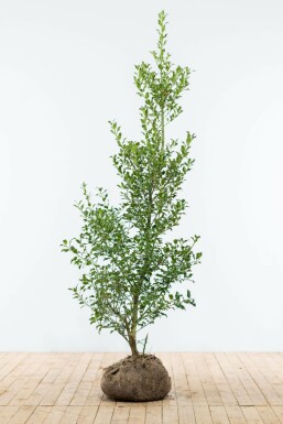 Ilex Aquifolium / Houx Commun