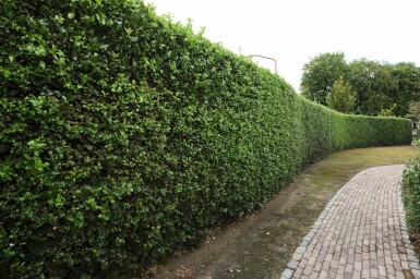 Ilex Aquifolium / Houx Commun 150-175 cm