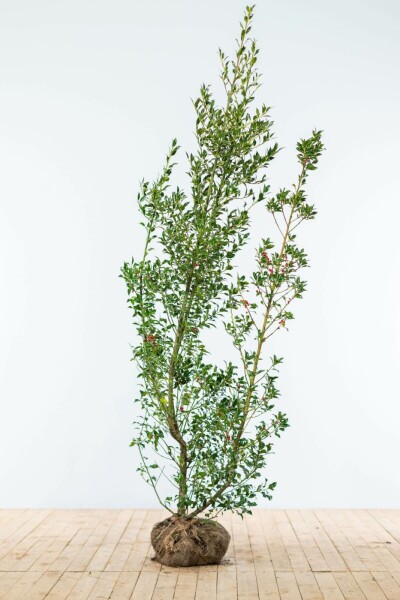 Ilex Aquifolium / Houx Commun 175-200 cm
