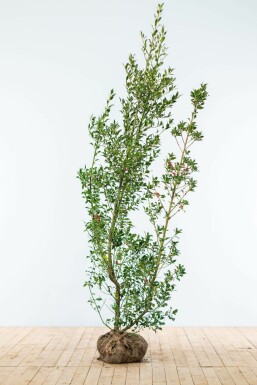 Ilex Aquifolium / Houx Commun 175-200 cm