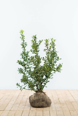Houx commun Ilex aquifolium 'Alaska' Haie 60-80 Motte Houx / Ilex Aquifolium Alaska 60-80 cm