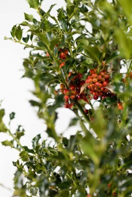 Houx / Ilex Aquifolium Alaska 60-80 cm