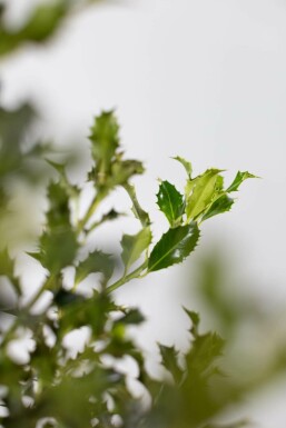 Houx / Ilex Aquifolium Alaska 60-80 cm