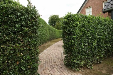 Houx / Ilex Aquifolium Alaska 60-80 cm