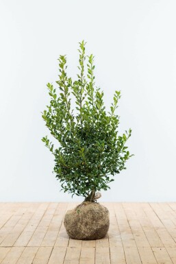 Houx commun Ilex aquifolium 'Alaska' Haie 80-100 Motte