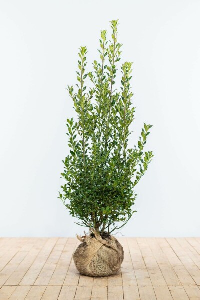 Houx / Ilex Aquifolium Alaska 100-125 cm
