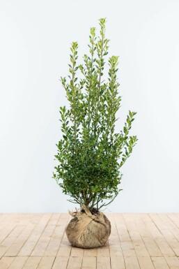 Houx commun Ilex aquifolium 'Alaska' Haie 100-125 Motte