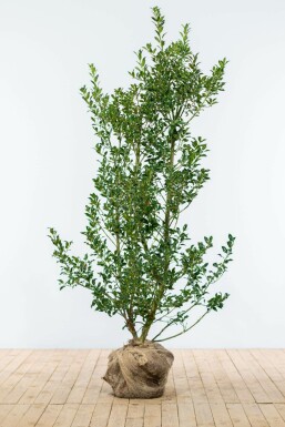 Houx / Ilex Aquifolium Alaska 125-150 cm