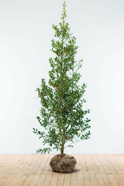 Houx / Ilex Aquifolium Alaska 150-175 cm