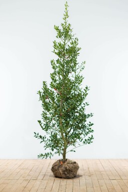 Houx commun Ilex aquifolium 'Alaska' Haie 150-175 Motte Houx / Ilex Aquifolium Alaska 150-175 cm