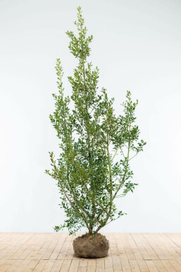Houx commun Ilex aquifolium 'Alaska' Haie 175-200 Motte Houx / Ilex Aquifolium Alaska 175-200 cm