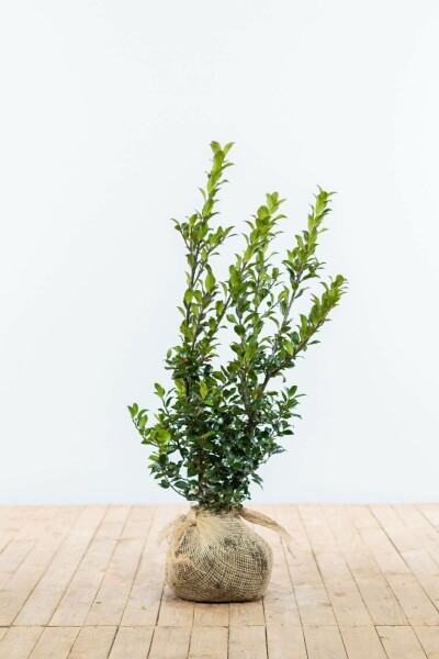 Houx / Ilex Meserveae Blue Maid 60-80 cm