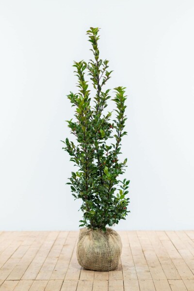 Houx / Ilex Meserveae Blue Maid 100-125 cm