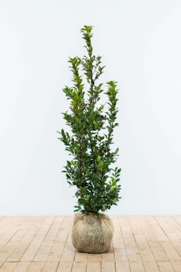 Houx / Ilex Meserveae Blue Maid 100-125 cm