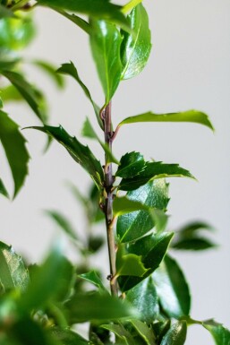Houx / Ilex Meserveae Blue Maid 100-125 cm