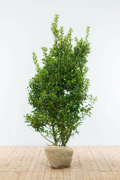 Houx / Ilex Meserveae Blue Maid 150-175 cm