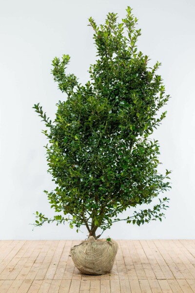 Houx / Ilex Meserveae Blue Maid 175-200 cm