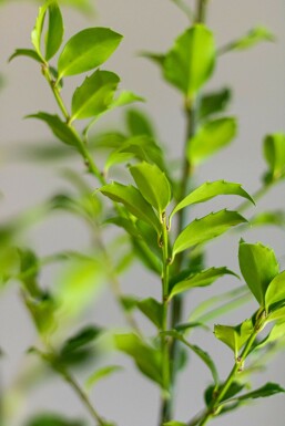 Chêne Ilex × meserveae 'Blue Maid' Haie 175-200 Motte