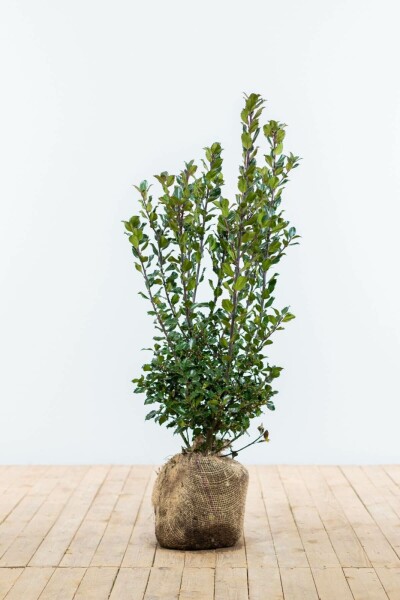 Houx / Ilex Meserveae Blue Prince 60-80 cm