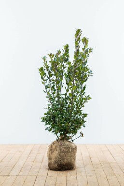 Houx / Ilex Meserveae Blue Prince 60-80 cm