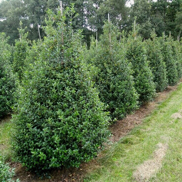 Houx / Ilex Meserveae Blue Prince 60-80 cm