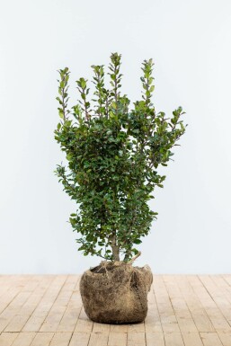 Chêne Ilex × meserveae 'Blue Prince' Haie 80-100 Motte Houx / Ilex Meserveae Blue Prince 80-100 cm
