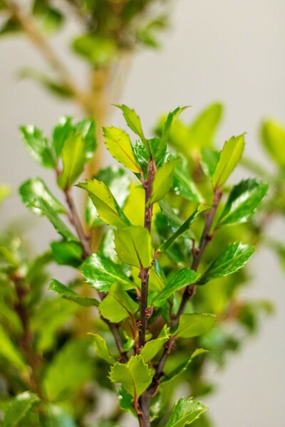 Houx / Ilex Meserveae Blue Prince 80-100 cm