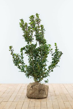 Houx / Ilex Meserveae Blue Prince 100-125 cm