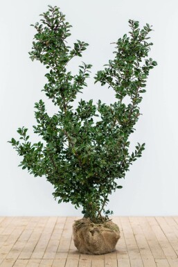 Houx / Ilex Meserveae Blue Prince