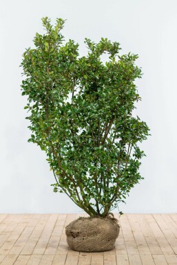 Houx / Ilex Meserveae Blue Prince 150-175 cm
